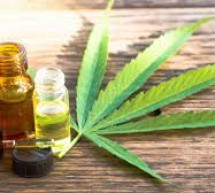 Olio di cannabis per finalità terapeutiche: «Va inserito tra i medicinali rimborsabili»